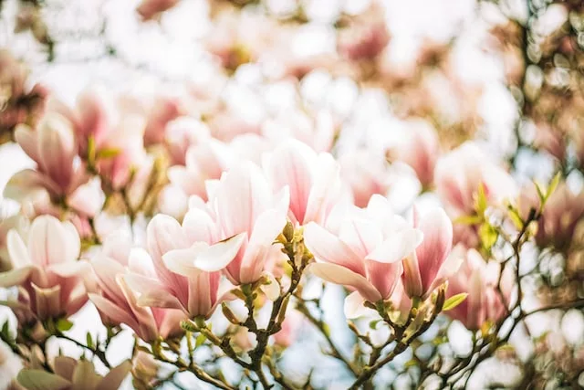 Time for Spring Cleaning! SPRING HAIR REDUCTION SPECIALS